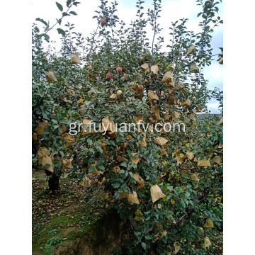 2019 νέο φρέσκο ​​μήλο Huaniu